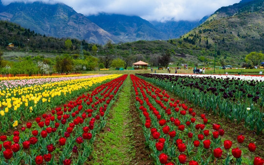 Kashmir Tulip* – 6 Days